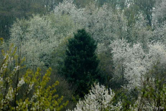Kirschblüten 1 18-04-2009