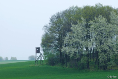Kirschblüten 12 18-04-2009