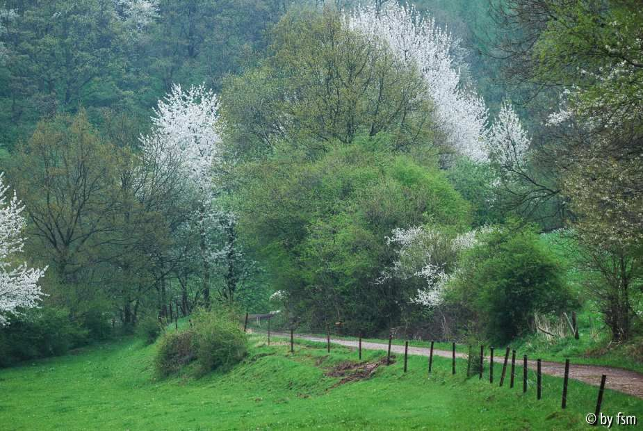 Kirschblüten 11 18-04-2009