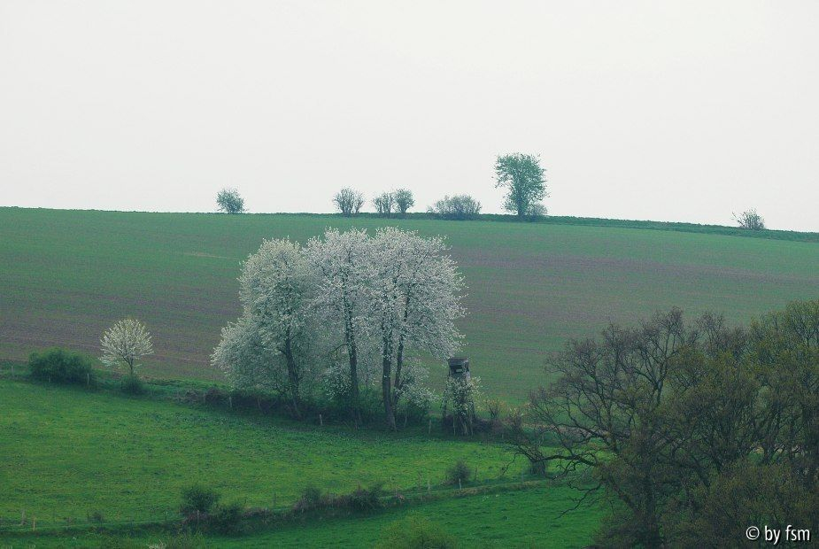 Kirschblüten 10 18-04-2009