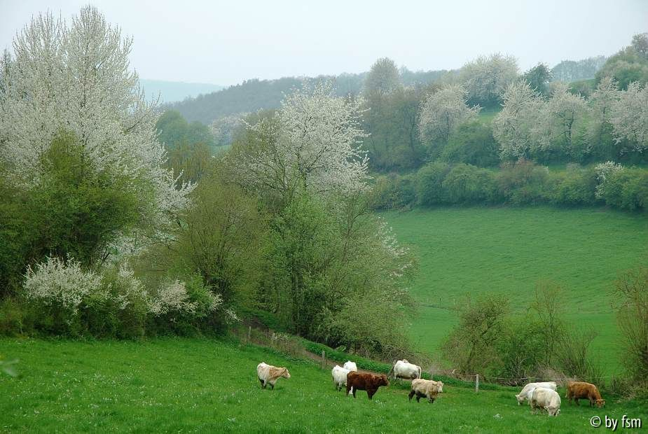Kirschblüten 8 18-04-2009