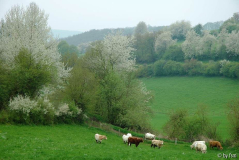 Kirschblüten 8 18-04-2009