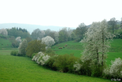 Kirschblüten 7 18-04-2009