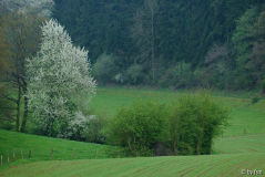 Kirschblüten 5 18-04-2009