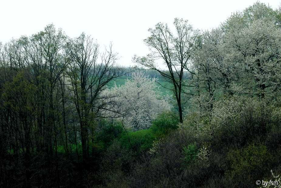 Kirschblüten 4 18-04-2009