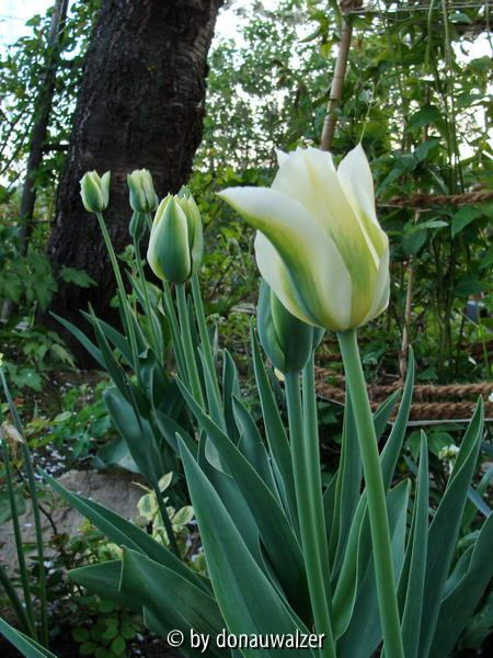 Spring Green 1