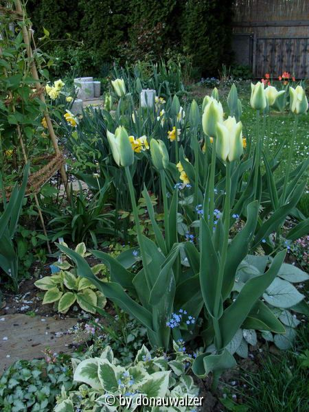 Spring Green 2