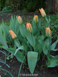 Orange Emperor