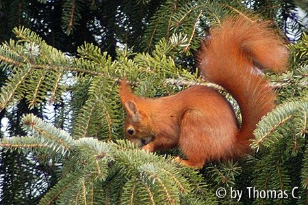 Eichhörnchen