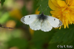 Schmetterling ?