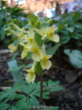 Corydalis bracteata