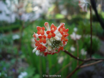 Edgeworthia papyrifera f. rubra