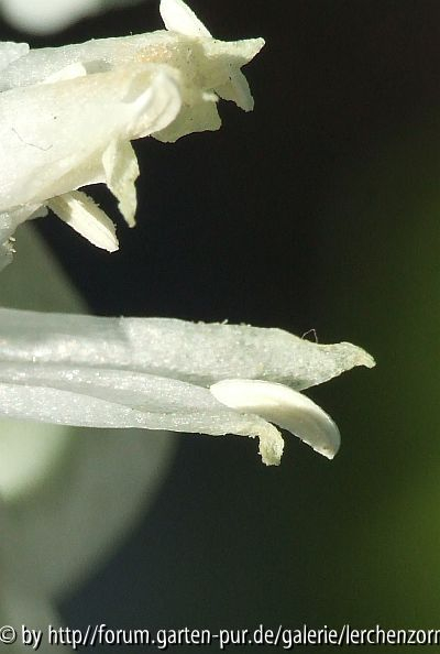 Nickender Milchstern (Ornithogalum nutans)