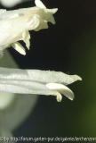 Nickender Milchstern (Ornithogalum nutans)