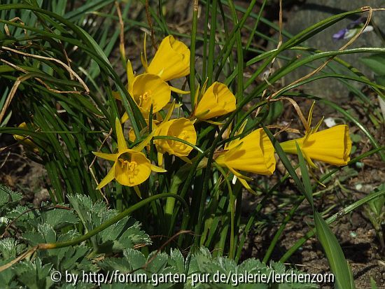 Reifrock-Narzisse (Narcissus bulbocodium)