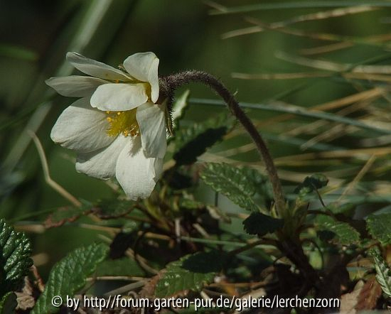 Silberwurz (Dryas octopetala)