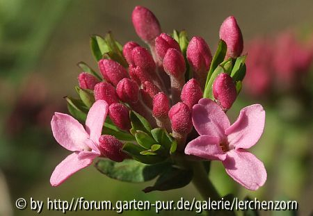 Zwerg-Seidelbast (Daphne cf. cneorum)