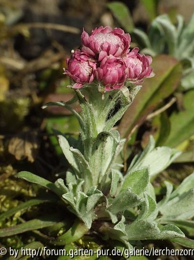 Katzenpfötchen (Antennaria dioica)