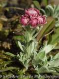 Katzenpfötchen (Antennaria dioica)