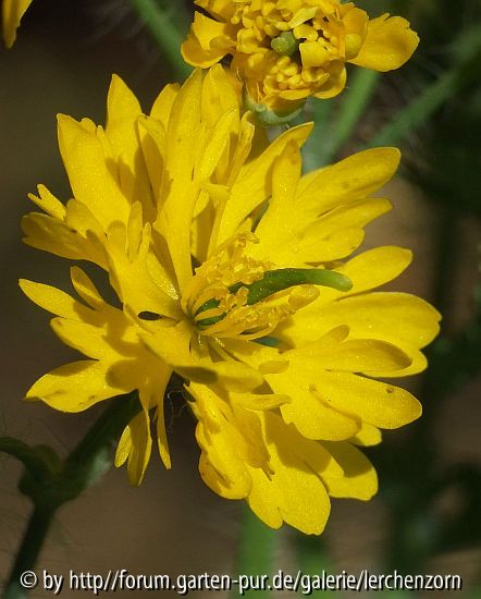 Geschlitztblättriges Schöllkraut (Chelidonium majus LACINIATUS)