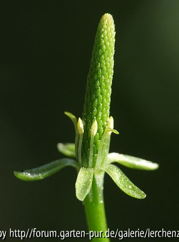 Mäuseschwänzchen (Myosurus minimus)