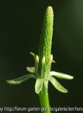 Mäuseschwänzchen (Myosurus minimus)