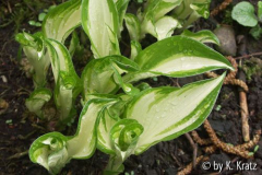 Undulata Univittata 1 (?)