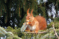 Eichhörnchen