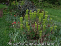 PaLISADENWOLFSMICH