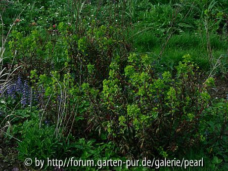 purpurlaubige Mandelblättrige Wolfsmilch