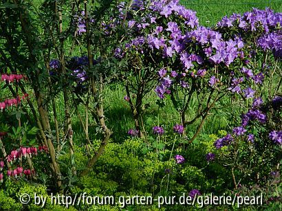 Blaue Rhododendren