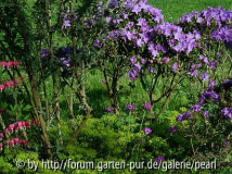 Blaue Rhododendren