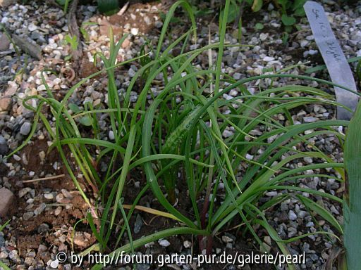 Allium Schopf
