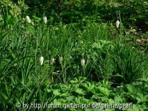 Weiße Schachbrettblumen