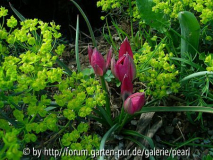 Zwergtulpen mit Wolfsmilch