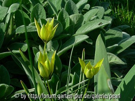 kleine hellgelbe Tulpe
