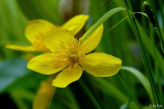Ranunculus 1 19-04-2009