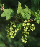 Weiße Johannisbeere (Ribes rubrum)
