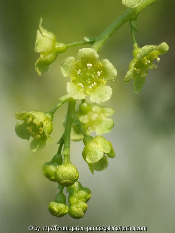 Weiße Johannisbeere (Ribes rubrum)