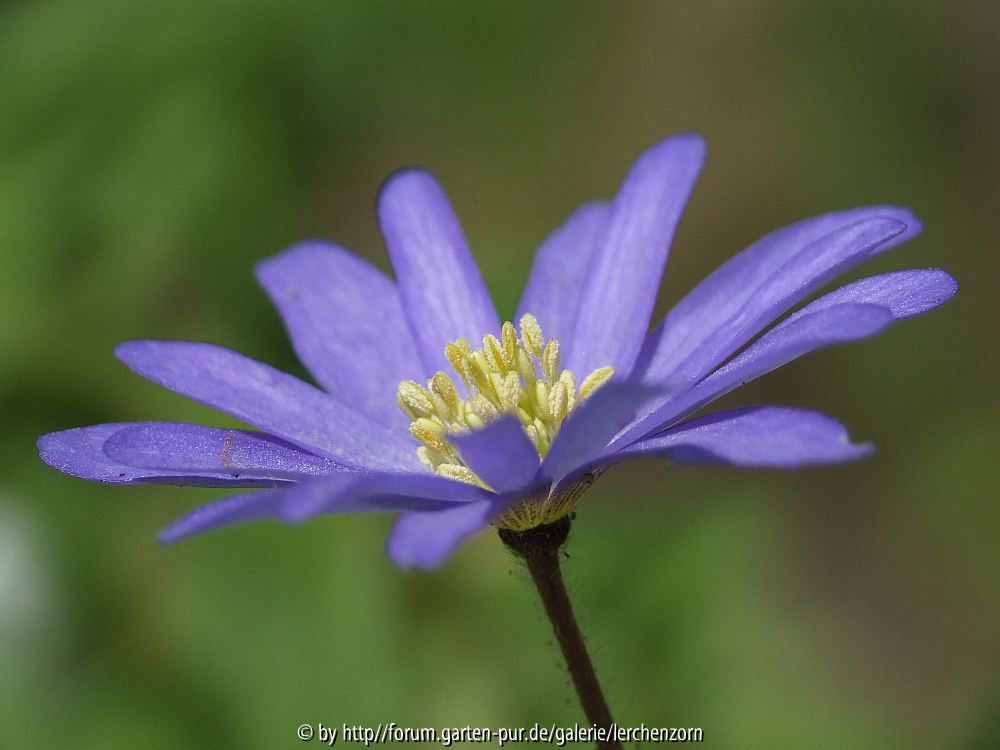 Schönes Windröschen (Anemone blanda)