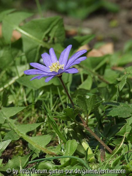 Schönes Windröschen (Anemone blanda)