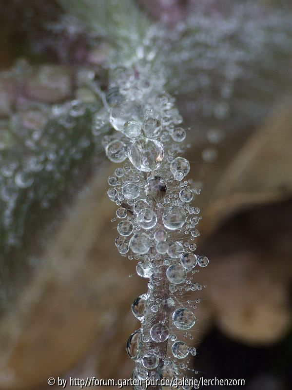 Mit glitzerndem Ornat bedankt sich das Leberblümchen für den Regen aus dem Sprenger.