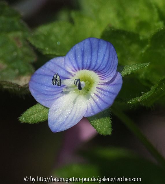 Zwerge des April - Persischer Ehrenpreis (Veronica persica)