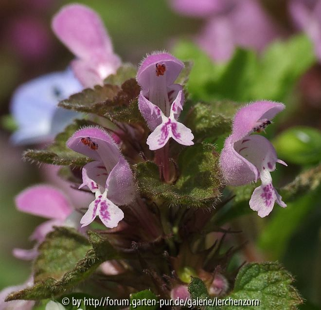 Zwerge des April 2 - Rote Taubnessel (Lamium purpureum)