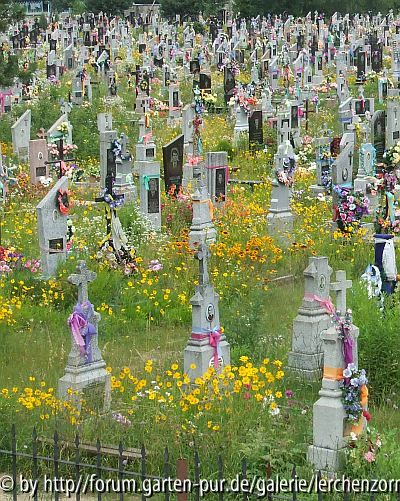 Mädchenauge, Kokardenblume und Rauhaariger Sonnenhut auf einem ukrainischen Friedhof