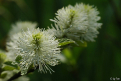 Fothergillia 2 19-04-2009