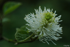 Fothergillia 1 19-04-2009