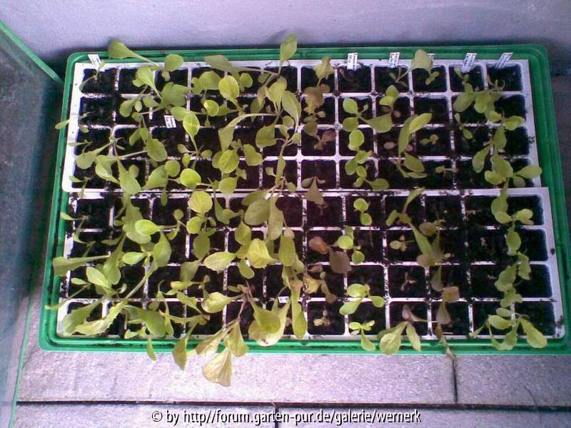 Minihaus_Salat
