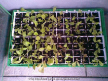 Minihaus_Salat