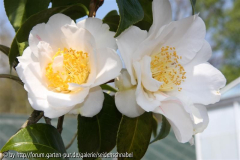 Scented Sun